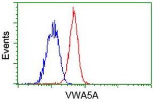Flow cytometric Analysis of Jurkat cells, using anti-VWA5A antibody (ABIN2453788), (Red), compared to a nonspecific negative control antibody (ABIN2453788), (Blue). (VWA5A anticorps)