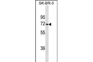 CYP1A2 Antibody (ABIN1539922 and ABIN2843866) western blot analysis in SK-BR-3 cell line lysates (35 μg/lane). (CYP1A2 anticorps  (AA 255-282))