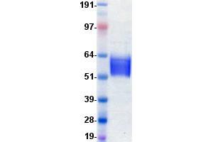 Validation with Western Blot
