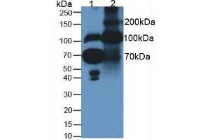 Western blot analysis of (1) Human Serum and (2) Rat Placenta Tissue (Fibulin 1 anticorps  (AA 176-398))