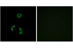 Immunofluorescence analysis of A549 cells, using FZD3 Antibody. (FZD3 anticorps  (AA 481-530))