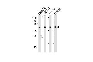 Western blot analysis of lysates from HepG2, MCF-7 cell line, human liver and rat liver tissue lysate(from left to right), using IDH1 Antibody (Center) (ABIN391660 and ABIN2841571). (IDH1 anticorps  (AA 116-143))