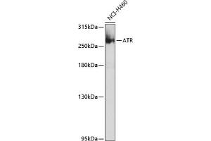 Western blot analysis of extracts of NCI-H460 cells, using ATR Antibody (ABIN6134559, ABIN6137358, ABIN6137360 and ABIN6223084) at 1:1000 dilution. (ATR anticorps  (AA 1400-1500))