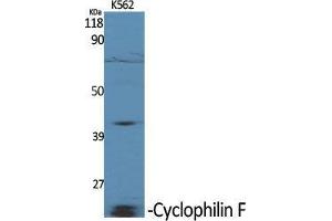 Western Blot (WB) analysis of specific cells using Cyclophilin F Polyclonal Antibody. (PPIF anticorps  (Internal Region))