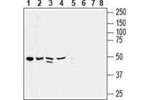 Western blot analysis of rat heart membrane (lanes 1 and 5), human pancreatic carcinoma PANC-1 lysate (lanes 2 and 6), mouse heart membrane (lanes 3 and 7) and rat brain synaptosomal fraction (lanes 4 and 8): - 1-4. (CX3CL1 anticorps  (Extracellular, N-Term))