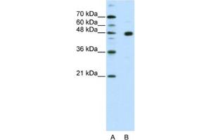 Western Blotting (WB) image for anti-PR Domain Containing 12 (PRDM12) antibody (ABIN2461913) (PRDM12 anticorps)