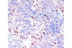 Immunohistochemistry of paraffin-embedded Mouse spleen using GATM Polyclonal Antibody at dilution of 1:100 (40x lens).
