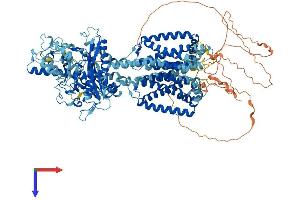 AlphaFold protein structure predicition of Human Recombinant PTCH2 Protein, UniprotID Q9Y6C5