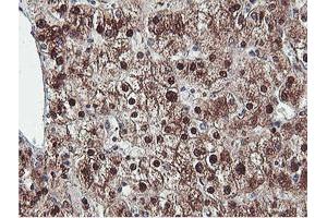 Image no. 11 for anti-Proteasome (Prosome, Macropain) Subunit, beta Type, 7 (PSMB7) (AA 58-277) antibody (ABIN1491598)