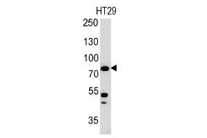 Western blot of HT29 cell lysate using Moesin Mouse Monoclonal Antibody (MSN/491).