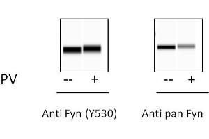 293 cells were treated or untreated with Pervanadate. (FYN Kit ELISA)