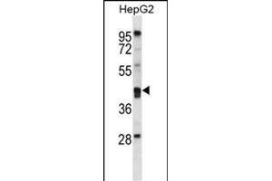PON2 Antibody (N-term) (ABIN656876 and ABIN2846077) western blot analysis in HepG2 cell line lysates (35 μg/lane). (PON2 anticorps  (N-Term))