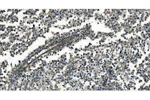 IHC analysis of GNG7 using anti-GNG7 antibody (ABIN7600508). (GNG7 anticorps  (AA 2-57))