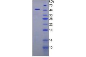 SDS-PAGE of Protein Standard from the Kit  (Highly purified E.