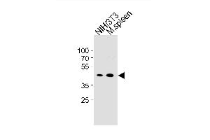 Mouse CCNB1 Antibody (Center /) (ABIN1881515 and ABIN2843319) western blot analysis in mouse NIH/3T3 cell line and mouse spleen tissue lysates (35 μg/lane). (Cyclin B1 anticorps  (AA 103-130))