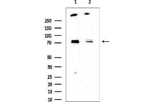 anti-Ezrin (EZR) (pThr567) antibody
