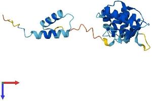 AlphaFold protein structure predicition of Human Recombinant ROPN1B Protein, UniprotID Q9BZX4