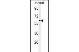 Western blot analysis of hM1G- (ABIN392848 and ABIN2842270) in mouse heart tissue lysates (35 μg/lane). (PPM1G anticorps  (AA 150-180))