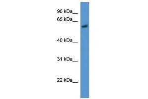 Bbs1 antibody used at 0. (BBS1 anticorps  (N-Term))