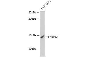 Western blot analysis of extracts of U-251MG cells, using FKBP12 Rabbit mAb (ABIN7267211) at 1:1000 dilution. (FKBP1A anticorps)