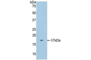 Detection of Recombinant MYL1, Human using Polyclonal Antibody to Myosin Light Chain 1 (MYL1)