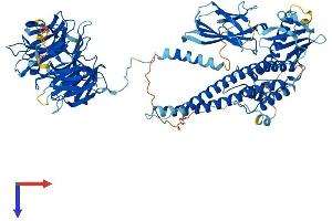 AlphaFold protein structure predicition of Human Recombinant BBS9 Protein, UniprotID Q3SYG4