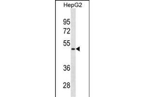 BP Antibody (N-term)(Ascites) 2100a western blot analysis in HepG2 cell line lysates (35 μg/lane). (AMBP anticorps  (N-Term))