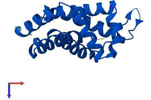 AlphaFold protein structure predicition of Mouse Recombinant Ngb Protein, UniprotID Q9ER97