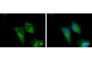 ICC/IF Image PGD antibody [N1N3] detects PGD protein at cytoplasm by immunofluorescent analysis. (PGD anticorps)