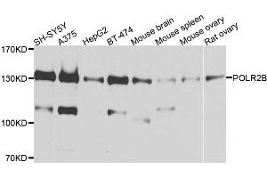 Western blot analysis of extracts of various cell lines, using POLR2B antibody. (POLR2B anticorps)