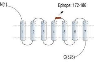 Representative domain view of the target of ABIN7885360.