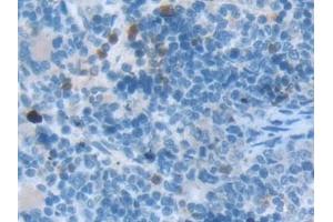 anti-Torsin Family 3, Member A (TOR3A) (AA 97-361) antibody