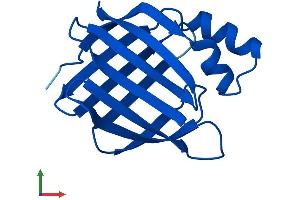 AlphaFold protein structure predicition of Mouse Recombinant Crabp2 Protein, UniprotID P22935
