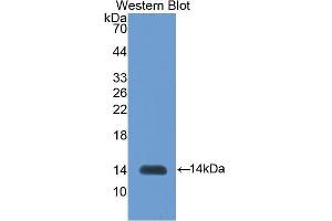 Western Blotting (WB) image for anti-Inhibin, beta B (INHBB) (AA 293-407) antibody (ABIN1078191) (INHBB anticorps  (AA 293-407))