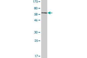 Western Blot detection against Immunogen (76.