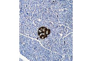 UCHL1 Antibody (C-term) (ABIN388870 and ABIN2839166) immunohistochemistry analysis in formalin fixed and paraffin embedded human cerebellum tissue followed by peroxidase conjugation of the secondary antibody and DAB staining. (UCHL1 anticorps  (C-Term))
