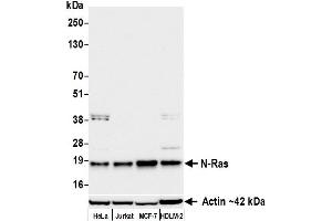 Western Blotting (WB) image for anti-HRas proto-oncogene, GTPase (HRAS) (AA 50-100) antibody (ABIN7795745)