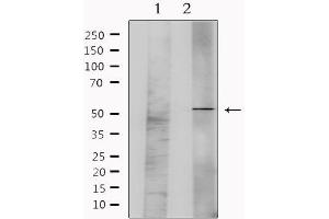 Western blot analysis of extracts from mouse brain, using GFRA1 Antibody. (GFRA1 anticorps  (Internal Region))