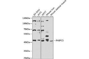 Western blot analysis of extracts of various cell lines, using P antibody  at 1:1000 dilution. (PABPC5 anticorps  (AA 1-382))