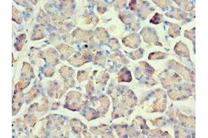 Immunohistochemistry of paraffin-embedded human pancreatic tissue using ABIN7162566 at dilution of 1:100