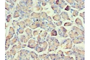Immunohistochemistry of paraffin-embedded human pancreatic tissue using ABIN7162566 at dilution of 1:100 (AMY2A anticorps  (AA 242-511))