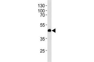 Western blot analysis of lysate from U-251 MG cell line using CXCR7 antibody at 1:1000 for each lane.