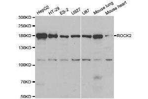 Western blot analysis of extracts of various cell lines, using ROCK2 antibody. (ROCK2 anticorps  (AA 1109-1388))