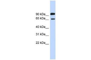 LARGE antibody used at 1 ug/ml to detect target protein. (LARGE anticorps  (Middle Region))