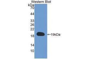 Western Blot; Sample: Recombinant CYPA, Human. (PPIA anticorps  (AA 2-165))
