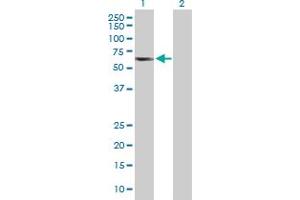 Western Blot analysis of TCP11 expression in transfected 293T cell line by TCP11 MaxPab polyclonal antibody. (TCP11 anticorps  (AA 1-441))