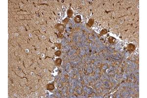 IHC-P Image EML1 antibody [C3], C-term detects EML1 protein at cytosol on rat hind brain by immunohistochemical analysis.