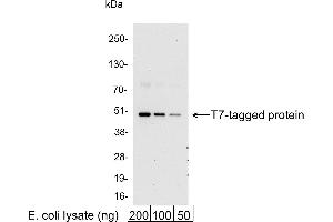 Western Blotting (WB) image for anti-T7-Tag antibody (HRP) (ABIN7795568) (T7-Tag anticorps  (HRP))