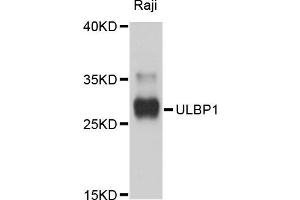 Western blot analysis of extracts of Raji cells, using ULBP1 antibody (ABIN5999144) at 1/1000 dilution. (ULBP1 anticorps)