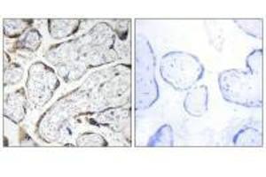 Immunohistochemistry analysis of paraffin-embedded human placenta tissue using EFEMP2 antibody. (FBLN4 anticorps)
